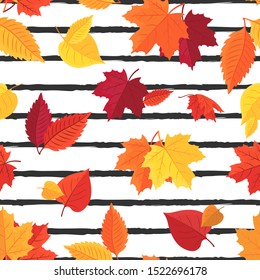 Vector seamless pattern of colorful autumn leaves on striped background. 