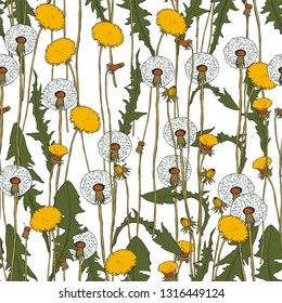 Vector seamless pattern - Dandelion botanical isolated illustration. Plant, flowers, leaves, hand drawn set