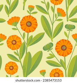Vector seamless pattern drawing of calendula. Isolated flower and leaves. Detailed botanical sketch of tea, organic cosmetics, medicine, aromatherapy