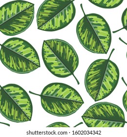 vector seamless pattern with drawing green tropical leaf of Homalomena, botanical illustration, hand drawn floral jungle background