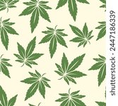 Vector Seamless Pattern with Flat Cannabis Leaves. Hemp, Cannabis Green Leaf on a White Background. Seamless Print with Medical Marijuana. Vector Illustration