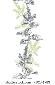 Vector seamless pattern with floral border. Botanical hand drawn illustration with patchouli branches. Herbal texture. Component for aromatic oil
