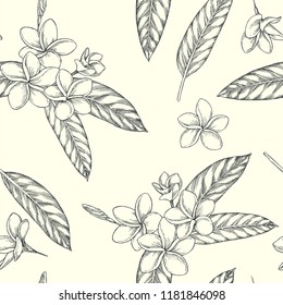 Vector seamless pattern. Floral tropical design. Plumeria flowers sketch isolated. Hand drawn botanical texture. Blooming plant with leaves.