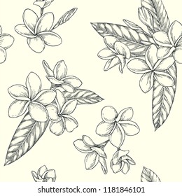 Vector seamless pattern. Floral tropical design. Plumeria flowers sketch isolated. Hand drawn botanical texture. Blooming plant with leaves.