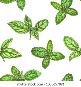 Vector seamless pattern with fresh basil leaves isolated on white. Hand drawn botanical texture with green tips of spice herb.
