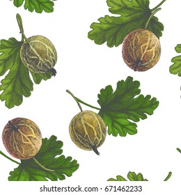 Vector seamless pattern with gooseberry. Vintage engraving illustration of summer berries isolated on white. Texture with hand drawn fruits in sketch style