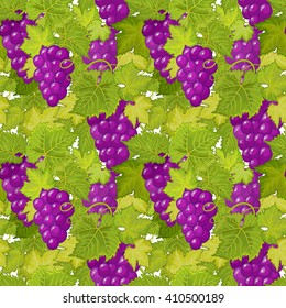 vector seamless pattern with grapes and leaves. Hand drawing branch of grapes illustration in green violet.