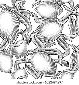 Vector seamless pattern with hand drawn lemons on white background. Fruit engraved style illustration. Great for water, drink, natural cosmetics