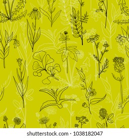 vector seamless pattern with hand drawn medical herbs, line drawing plants, floral background