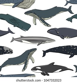 Vector seamless pattern with hand drawn whales. Beautiful ink drawing, heavy contour. Perfect design elements, marine animal illustration
