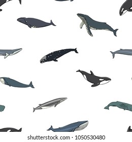 Vector seamless pattern with hand drawn whales. Beautiful ink drawing, heavy contour. Perfect design elements, marine animal illustration