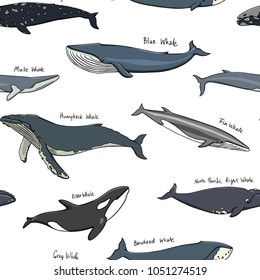 Vector seamless pattern with hand drawn whales. Beautiful ink drawing, heavy contour. Perfect design elements, marine animal illustration