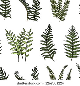 Vector seamless pattern with hand drawn fern leaves. Ink drawing, beautiful floral design elements.