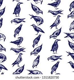 Vector seamless pattern with hand drawn eating city birds. Beautiful chalk drawing, perfect for prints and patterns