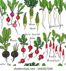 Vector seamless pattern with hand drawn different types of ripe radish. Beautiful food design elements, ink drawing. Perfect for prints and patterns