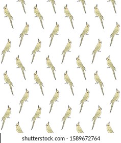 Vector seamless pattern of hand drawn doodle sketch colored corella cockatiel parrot isolated on white background