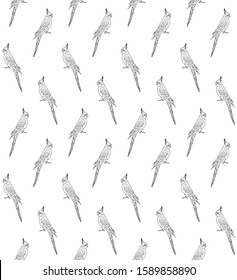 Vector seamless pattern of hand drawn doodle sketch corella cockatiel parrot isolated on white background