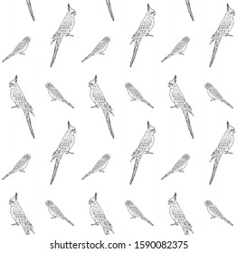 Vector seamless pattern of hand drawn doodle sketch budgie and cockatiel parrot isolated on white background