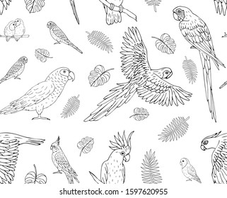 Vector seamless pattern of hand drawn doodle sketch parrots isolated on white background