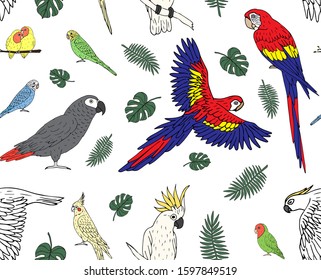 Vector seamless pattern of hand drawn doodle sketch colored parrots isolated on white background