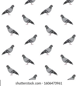 Vector seamless pattern of hand drawn doodle sketch pigeon isolated on white background