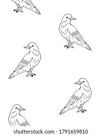 Vector seamless pattern of hand drawn doodle sketch raven isolated on white background