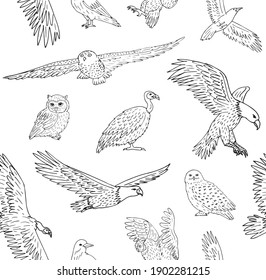 Vector seamless pattern of hand drawn doodle sketch wild predator birds isolated on white background
