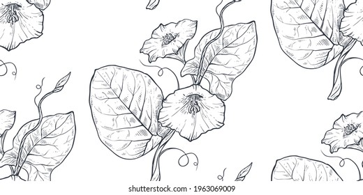 Vector seamless pattern with hand drawn bindweed on white background