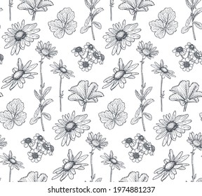 Vector seamless pattern with hand drawn herbs, chamomile flowers and wildflowers on white background