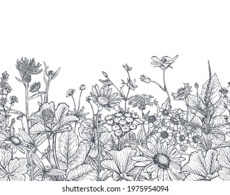 Vector seamless pattern with hand drawn herbs and wildflowers on white background