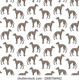 Vector seamless pattern of hand drawn doodle sketch colored Italian greyhound dog isolated on white background