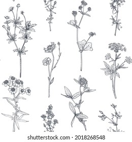 Vector seamless pattern with hand drawn herbs and wildflowers on white background