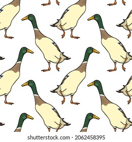 Vector seamless pattern with hand drawn cute Mallard Indian Runner ducks. Ink drawing, beautiful farm products design elements. Perfect for prints and patterns svg