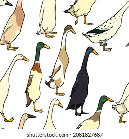 Vector seamless pattern with hand drawn various Indian Runner ducks. Ink drawing, beautiful farm products design elements. Perfect for prints and patterns svg