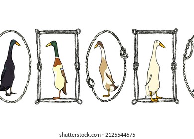 Vector seamless pattern with hand drawn cute Indian Runner ducks of different types in nautical rope frames. Ink drawing, beautiful farm products design elements. Perfect for prints and patterns svg