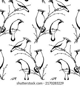 Vector seamless pattern with hand drawn cute Waxwings sitting on a tree branch. Ink drawing, graphic style. Beautiful animal design elements, perfect for prints and patterns