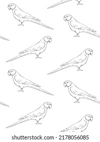 Vector seamless pattern of hand drawn sketch doodle Indian ringneck parrot isolated on white background