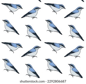 Vector seamless pattern of hand drawn doodle sketch colored nuthatch bird isolated on white background
