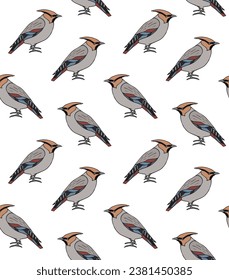 Vector seamless pattern of hand drawn doodle sketch colored waxwing bird isolated on white background