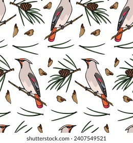 Vector seamless pattern with hand drawn Waxwings sitting on pine branches. Ink drawing, graphic style. Beautiful animal design elements, perfect for holidays prints and patterns