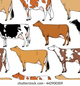 Vector seamless pattern with hand drawn dairy cattle breeds.  Beautiful ink drawing of dairy cows.