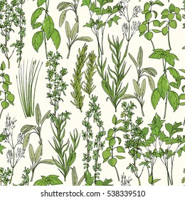 Vector seamless pattern with hand drawn culinary herbs. Beautiful food design elements, perfect for prints and patterns