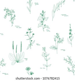 vector seamless pattern with herbs and flowers, floral background, hand drawn botanical illustration