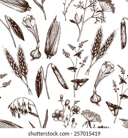 Vector seamless pattern with ink hand drawn agriculture plants sketch.  Vintage oats illustration