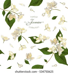 Vector seamless pattern with jasmine flowers on white. Design for herbal tea, health care products, natural cosmetics, essential oil. Can be used as wedding background. Best for wrapping paper.