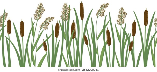 vector seamless pattern with lesser bulrush and reed, narrowleaf cattail, reedmace, vector drawing wild plants at white background,floral border, hand drawn botanical illustration