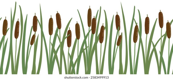 vector seamless pattern with lesser bulrush, narrowleaf cattail, reedmace, vector drawing wild plants at white background,floral border, hand drawn botanical illustration