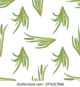 Vector seamless pattern with medicinal plant acorus calamus on a white background