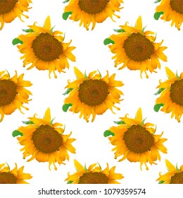 Vector seamless pattern with realistic sunflowers isolated on white background.