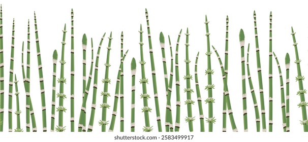 vector seamless pattern with rough horsetail, vector drawing wild plants at white background, Equisetum hyemale, snake grass, hand drawn botanical illustration